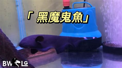 黑魔鬼魚飼養|黑魔鬼如何饲养？如何打造一只健康快乐的黑魔鬼？